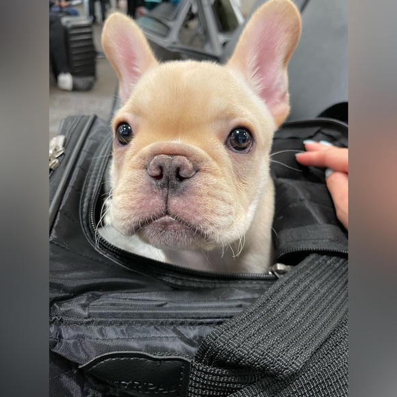 Sherpa Dog Sherpa Original Deluxe Airline Approved Pet Carrier